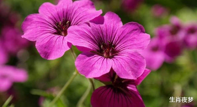 「」5月,旧情人回首往事,痛哭流涕,3生肖痴情缠绵,和前任再度相爱