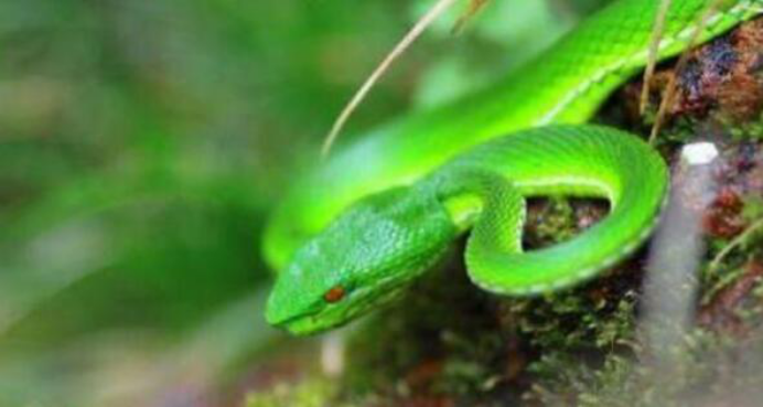 科学家|可以活20万年的蛇存在吗!研究者提到一种生物,它或许就是答案