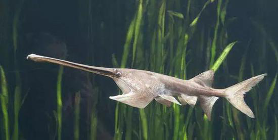 黄河|淡水鱼在海水中不能存活，那黄河里的鱼最后都去哪了？看完长见识