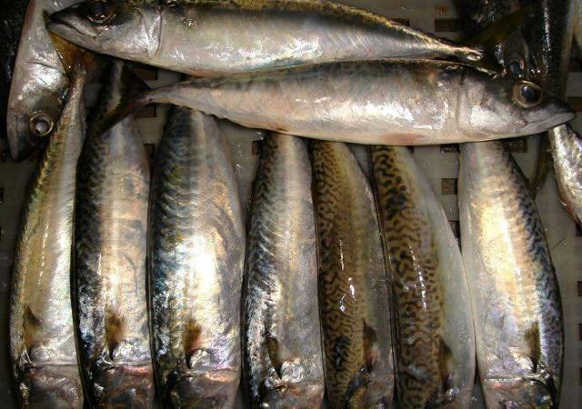 海鱼|营养又便宜的4种海鱼，几乎“没有腥味”，吃着相当过瘾！