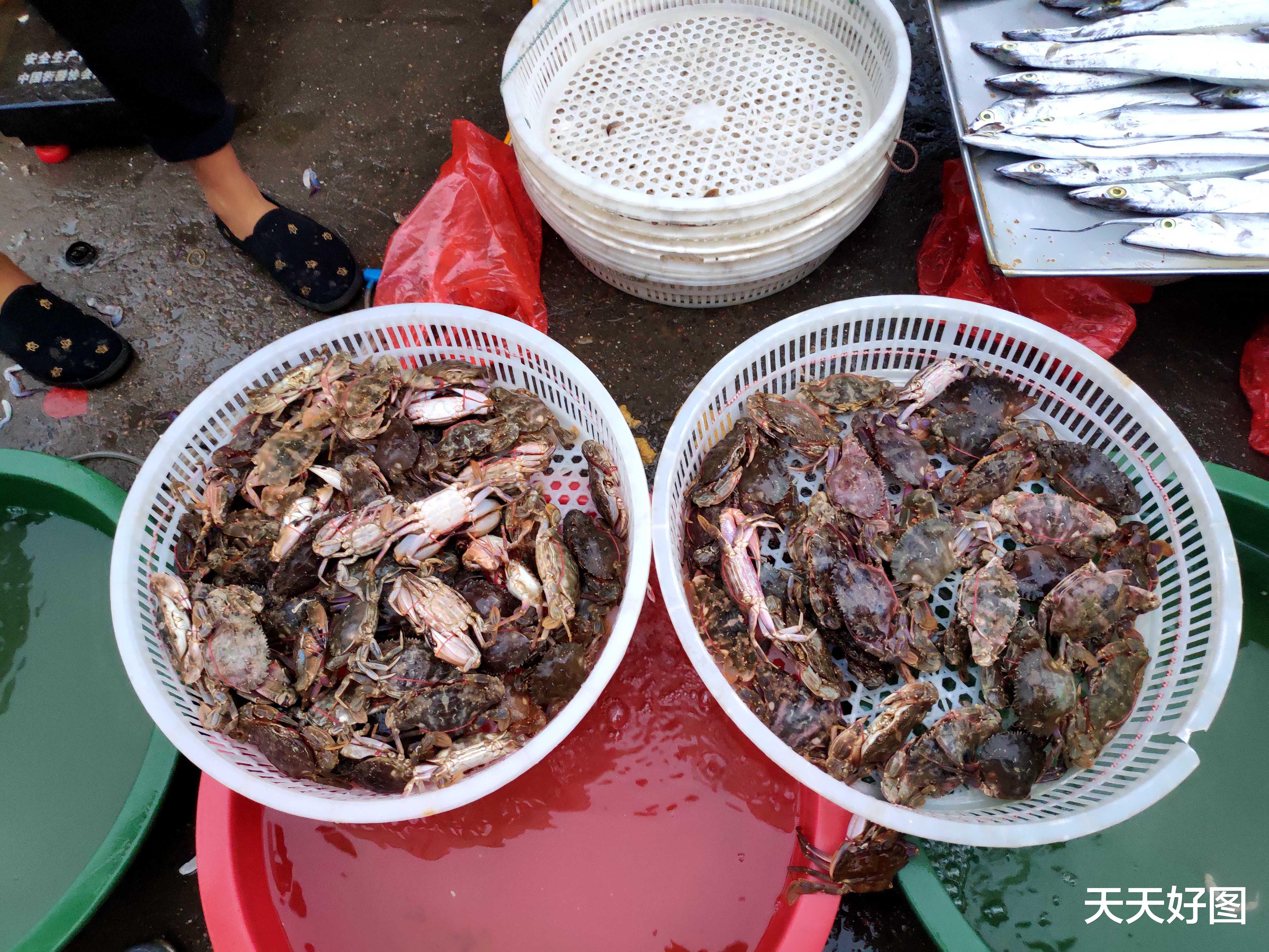 青岛市|海鲜多得吃不完，青岛野生小海鲜排队上市，新鲜大虾只要16一斤