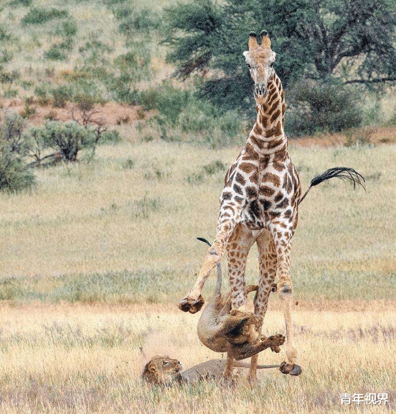 #狮子#被6头狮子撕咬4小时，它还一直淡定的吃树叶，反击时刻帅炸天