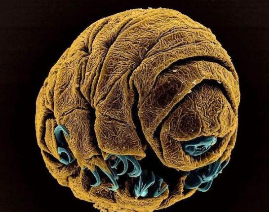 []如何灭掉“烧不死、冻不死”的水熊虫？这样可能会让它们灭绝！