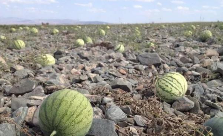 玫瑰▲为什么说沙漠里的“玫瑰”可以捡，但“西瓜”却绝对不能碰？