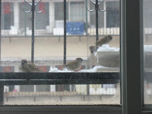 「杭州」曾经和老鼠苍蝇一并称为四害,我们“老家贼”的麻雀现在怎么样了