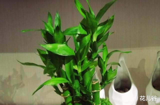 春节在家里摆放什么花好？这些花卉，寓意财源滚滚！