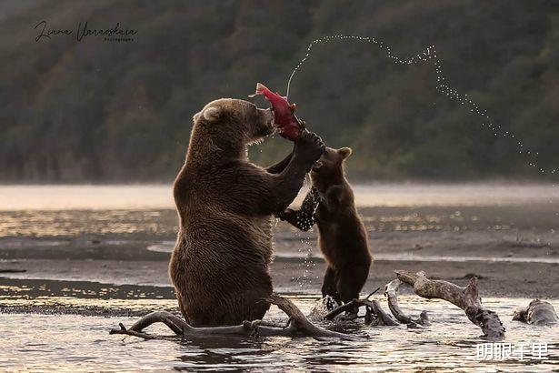 殘酷的大自然！俄羅斯一棕熊捕不到鮭魚竟將自己的幼崽生吞活剝-圖3