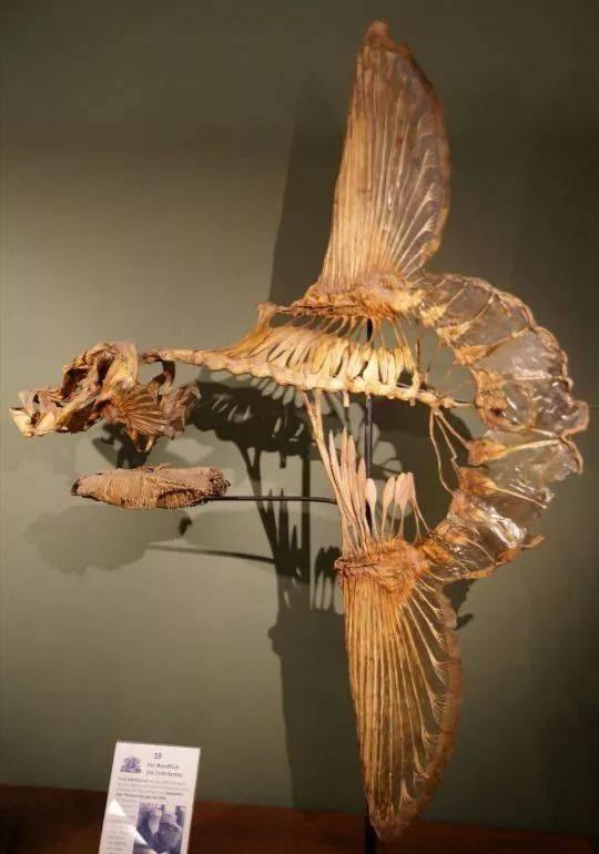 [大熊猫]7种动物死后的骨骼，完全认不出来它们活着的模样，大熊猫太狰狞