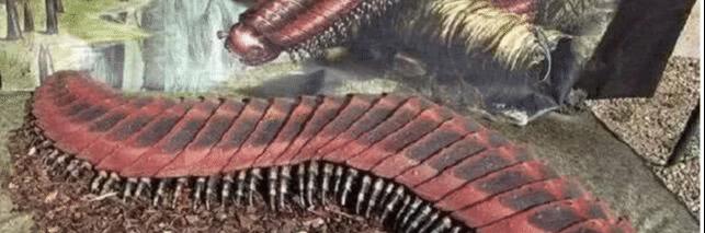 #水底奥秘#把最大蜈蚣当宠物？若遇到3米长古蜈蚣王，小心被它吃掉