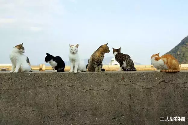 拥有十几座猫岛，在寺庙和神社供奉猫，日本人为什么爱猫如命？
