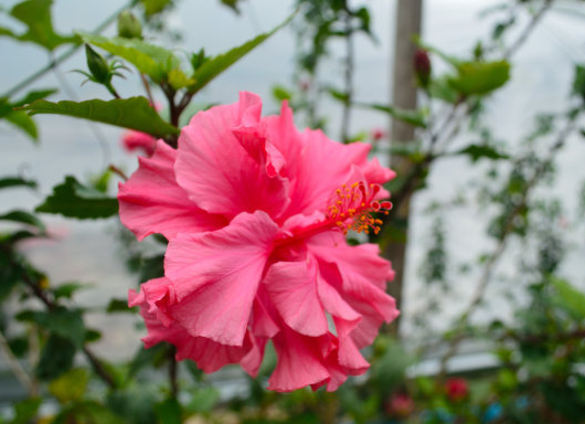 『』未来1个月，4属相平步青云，福旺桃花开，运势转好，横财滚滚