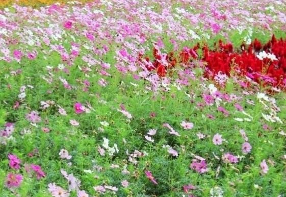 射手座|进入8月中旬，4属相吉星伴随，事业如日中天，好运难挡，抬头见喜