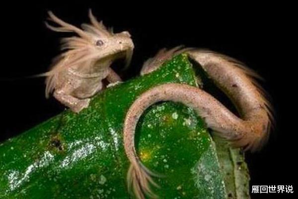 |7年静止不动,12年交配一次,这种与龙最相似的生物寿命可达100岁