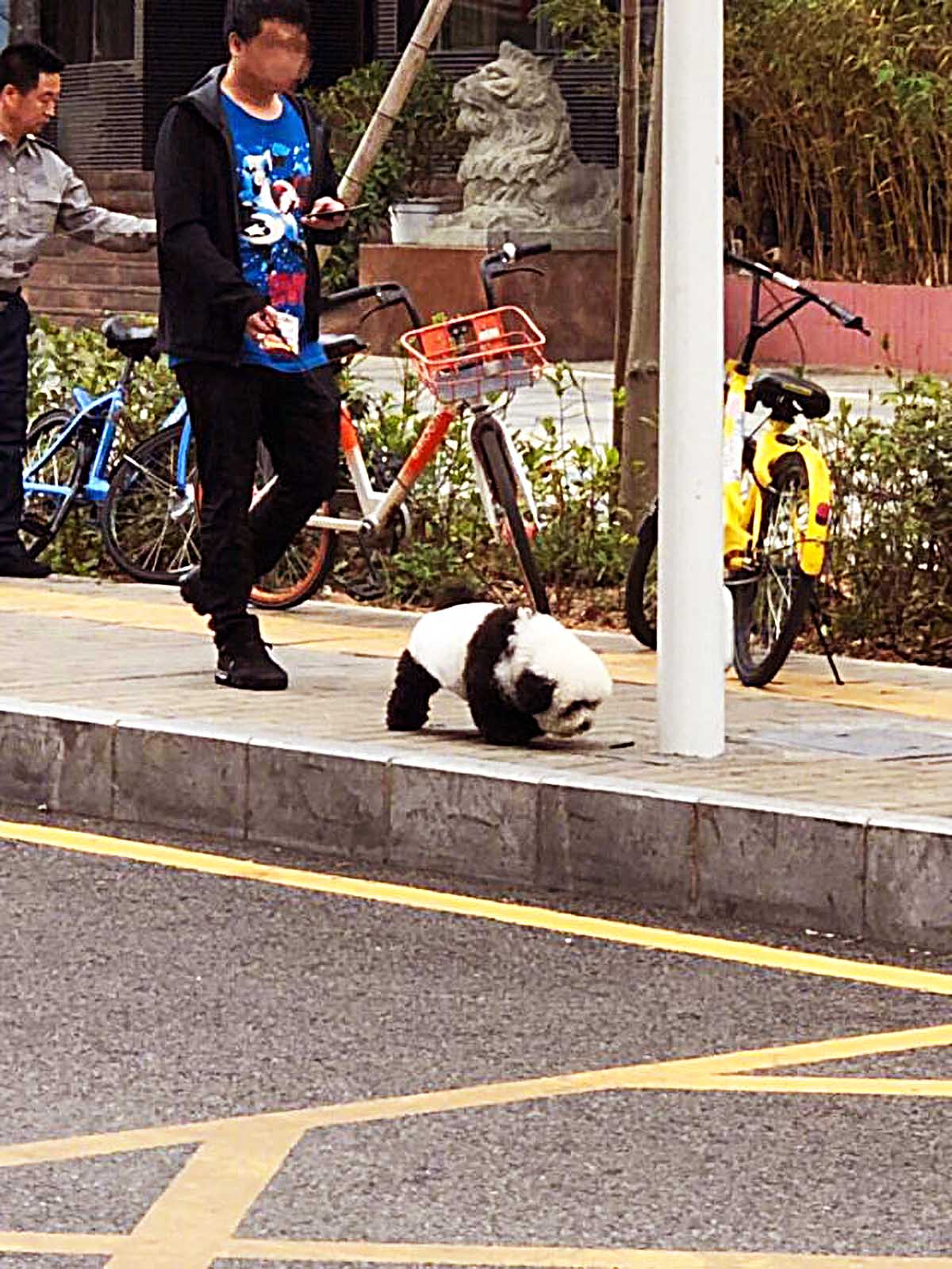 女子回家时，竟发现大街上有人溜熊猫，当走近看清时，瞬间笑喷！