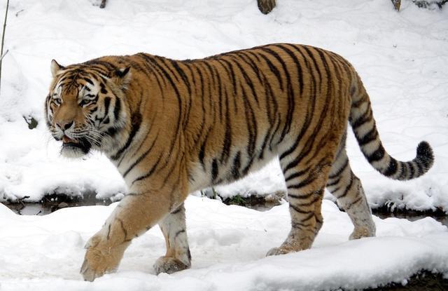 「老虎」蒙古大草原上为什么没有老虎？