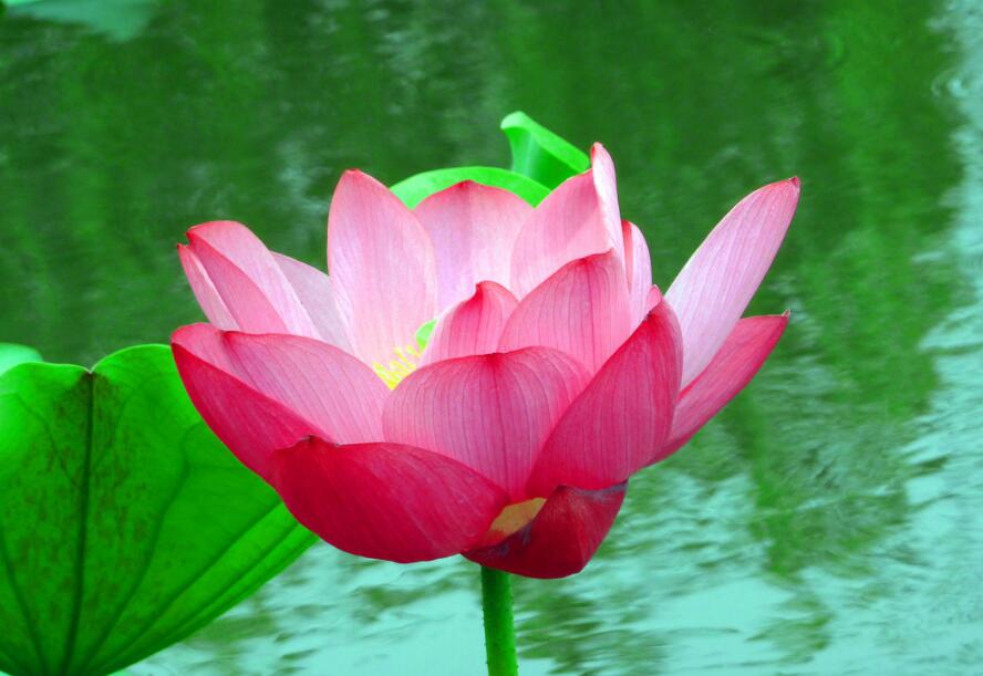 生肖|8月发发发，工作得心应手，祥云枝头绕，日子只甜不苦的生肖