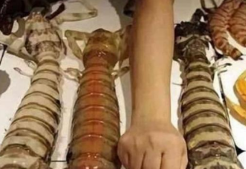 印度“超級蝦”泛濫成災，一隻重達2斤，白菜價賣到中國卻沒人買-圖4