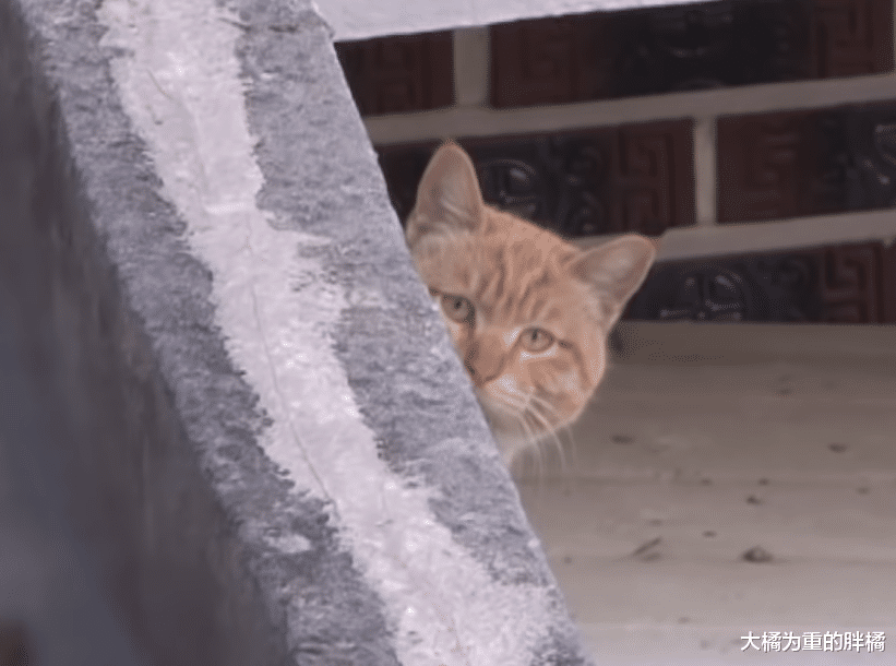 橘猫出门“约会”，却惹来两只流浪猫相争，躲在屋顶受到女子接济