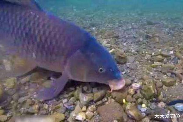 秋分|钓鱼技巧：细说跑铅钓法的4大优势，秋分过后野钓大鱼狠招数！