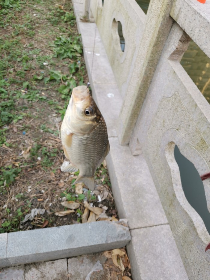 |喷香的白米饭，鱼儿你能抵挡诱惑吗