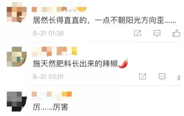 河南都市频道|惊呆了！8个月，女生宿舍长出辣椒！这位置很尴尬…