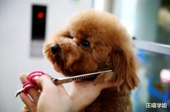 网友在路上看到有人溜“熊猫”，走近一看立刻就笑了