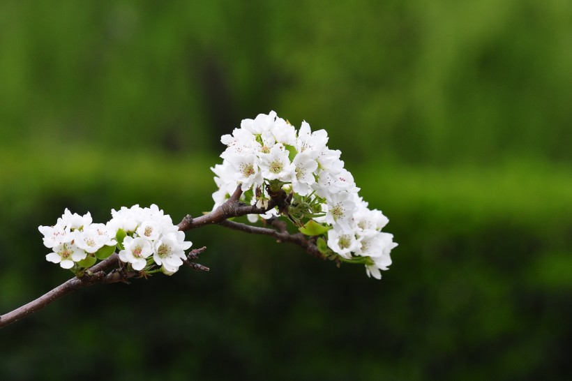 #生肖#未来30天，姻缘朝思暮想，良缘来临，将牵手爱情的四大生肖