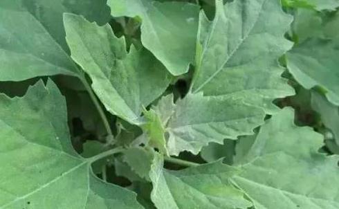 美容|女人不想老得快，脸上爬满皱纹，4种蔬菜，美容养颜，美容抗衰老