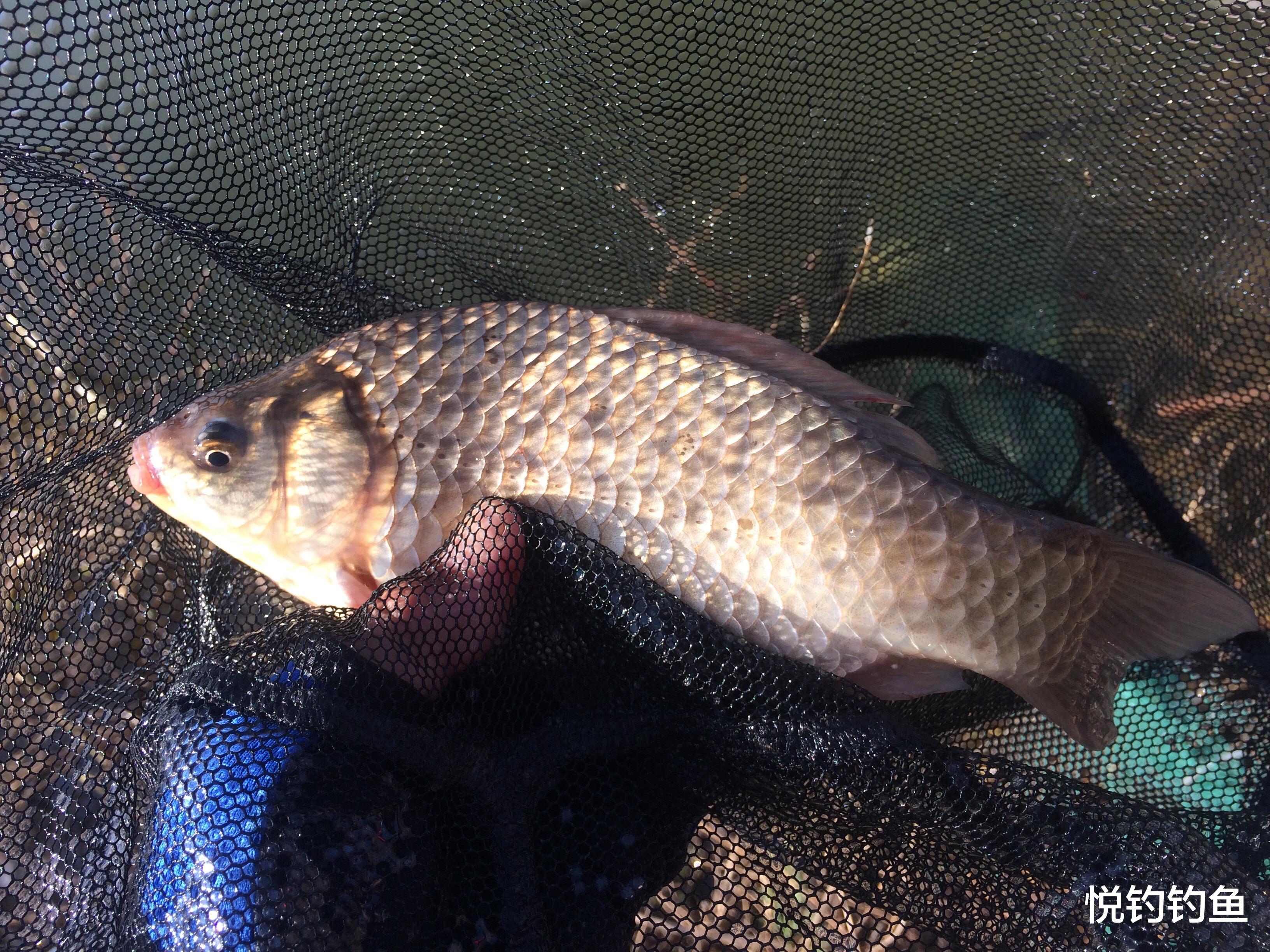 鲫鱼|钓鱼时候变化如此之多,也别忽略路上的风景……