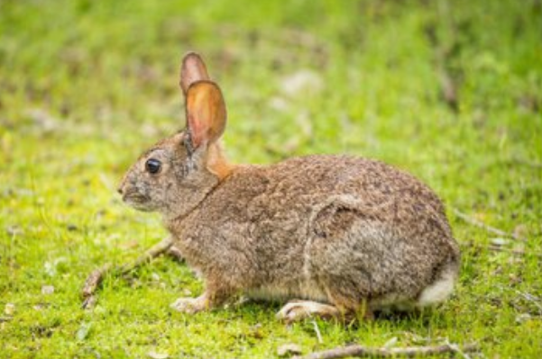 生肖|3天后，以下4生肖会遇见自己的贵人，多财运旺一生无忧！
