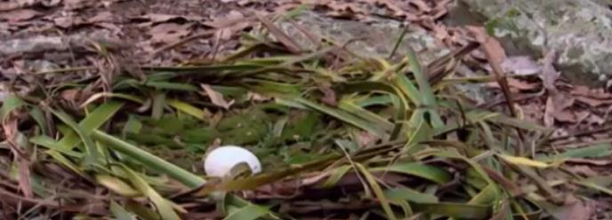 「生物考古」渡渡鸟真的是因为笨才灭绝的？也许你错了