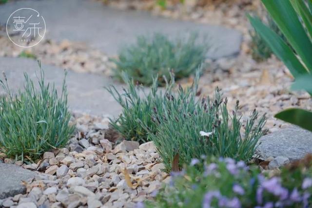 子木|沙地花园，低维护成本的花园设计