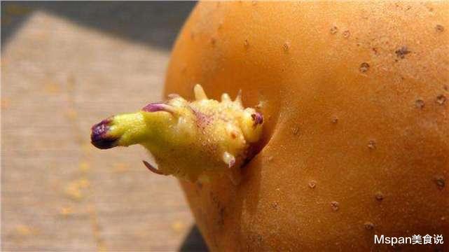 #土豆#长芽的土豆还能不能吃？原来多年一直误解了，越早让家人知道越好