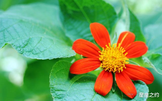 『天秤座』在5月下旬，不畏艰险，勇攀高峰，收获满满的三大星座