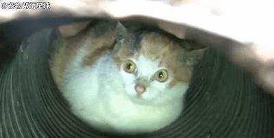 猫咪被困下水道数月，好心人终将其救出：这么可爱，跟我回家吧！
