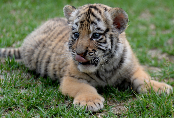 吉星|寅虎人：今明2天会有“痛哭流涕”的大事降临，佛说一切都是天意