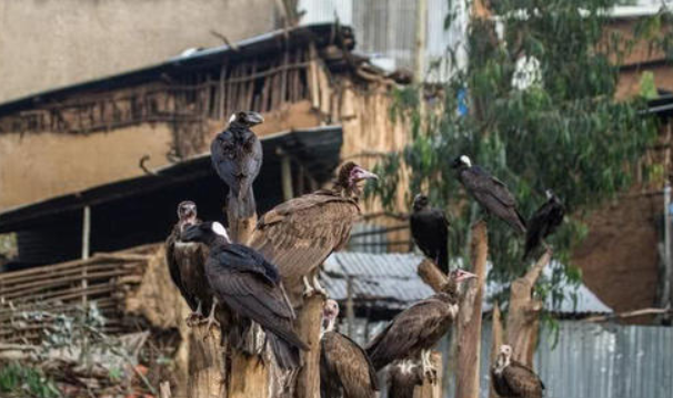 微生物@烂肉里多细菌病毒，为何食腐动物无感呢？