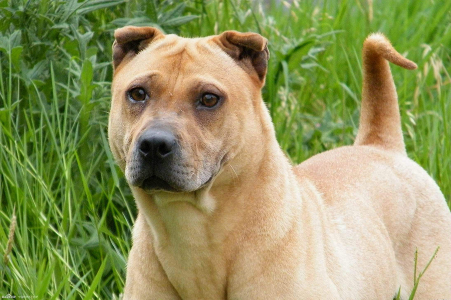 狗狗“老龄化”的注意事项，年纪越大，越需注意