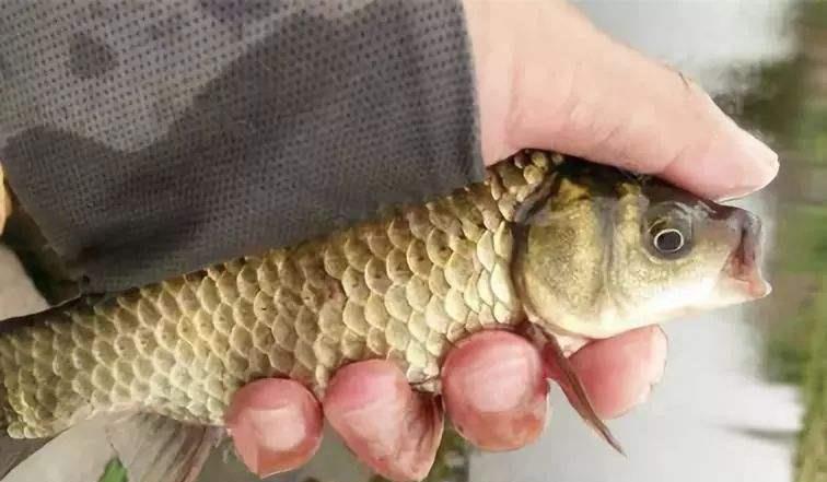 鲫鱼|窝内有泡没鱼吃钩咋回事?不是鱼儿不吃钩,是鱼都替你着急!