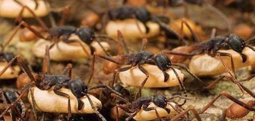 食蚁兽|一群行军蚁能否对付一只饥饿的食蚁兽？为什么？