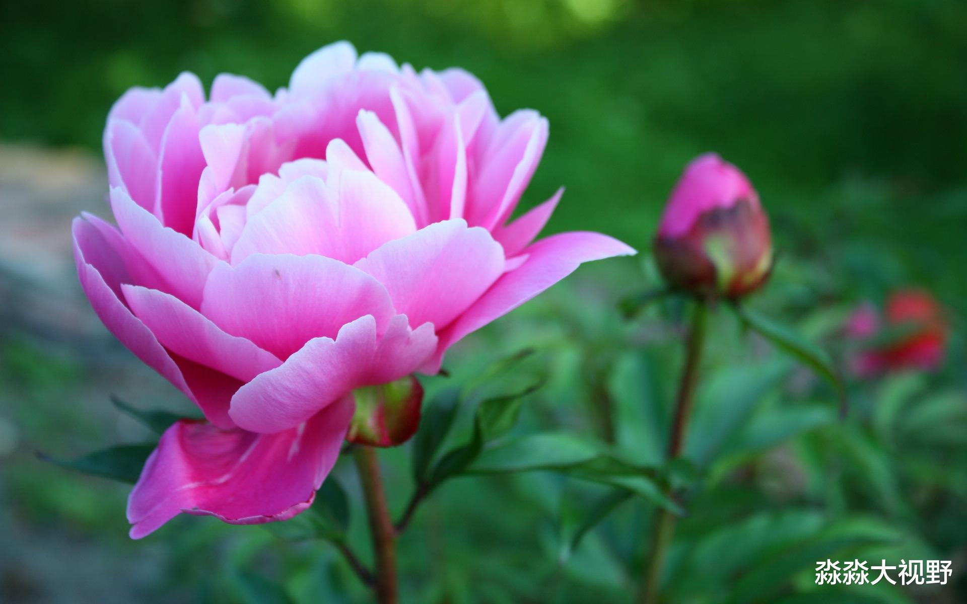 「」生肖猴：风水轮流转！终于大运临头，5天内钱财大赚！