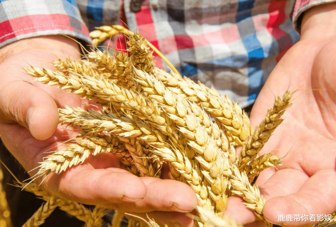 哈萨克斯坦|得知中国不缺粮食,哈萨克斯坦态度大变,恢复对华粮食出口