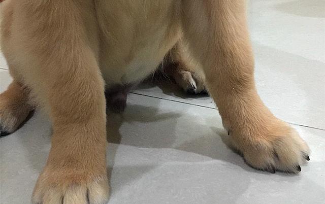 狗狗趾甲发炎排除细菌和真菌感染，或许是免疫系统问题，快去检查