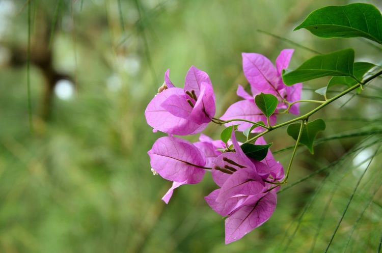 生肖|9月10左右，逢人大发，被好运缠上，努力终有回报的四大生肖