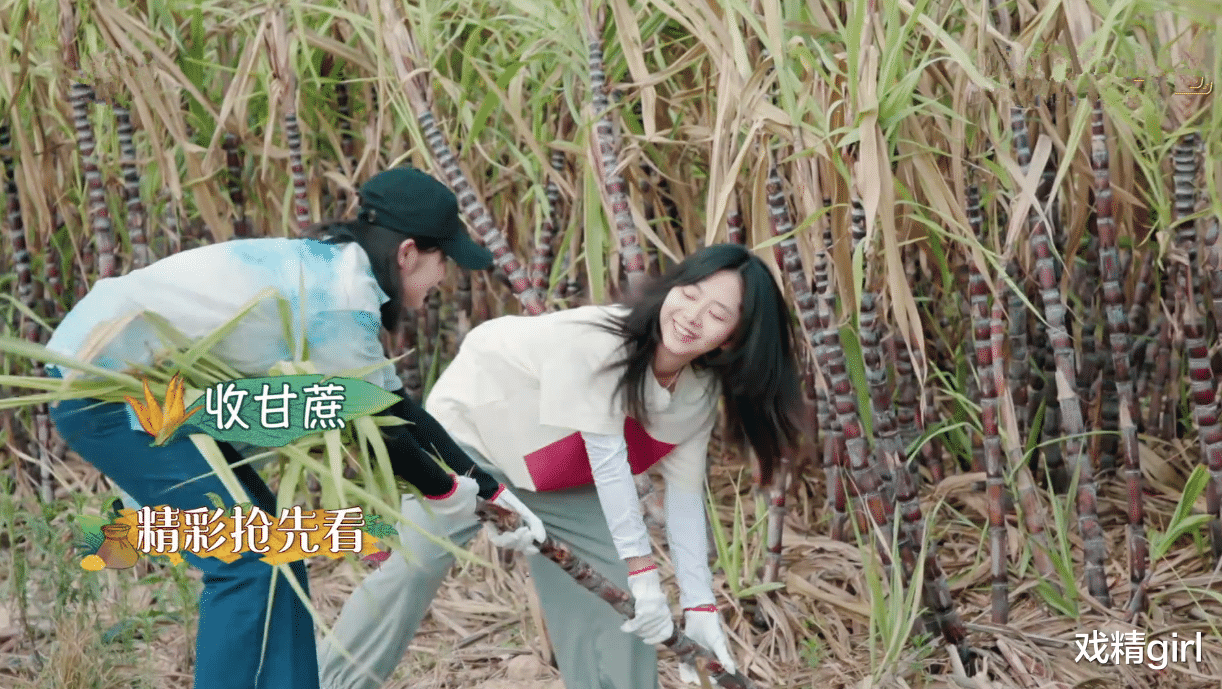 「周迅」《向往4》农活不好干：周迅戴墨镜搬香蕉，黄晓明搭灶劈柴最轻松