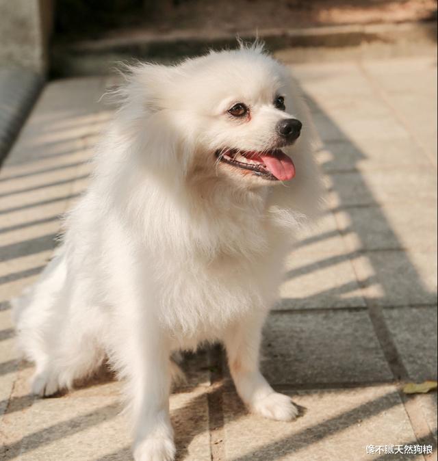 养小型犬避不开的几个坑，你家狗狗中了几个？