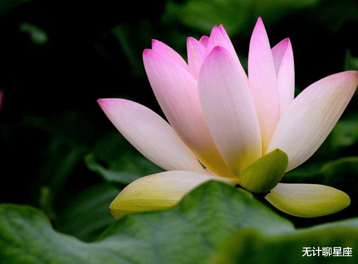 「天秤座」未来5个月将在职场纵横的4个星座，梦想照进现实，事业高升