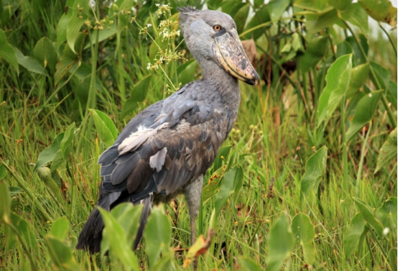 鲸头鹳|世界上最丑的鸟，喜欢“玩弄”鳄鱼，外表呆萌可惜已经濒临灭绝