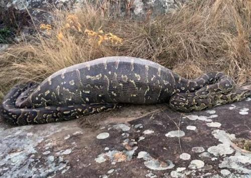 蟒蛇|人类能不能用匕首在蟒蛇肚子里自救？