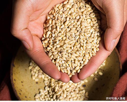 稻谷|夏季天天高温难钓鱼,学会谷物钓法,夏季野钓小杂鱼不闹窝钓得多